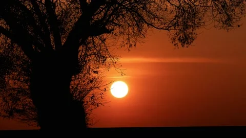 Silhouette of Tree with Branches and Trunk in Nature Landscape Stock Footage 239904816