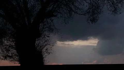 Silhouette of Tree with Branches and Trunk in Nature Landscape Stock Footage 239922584