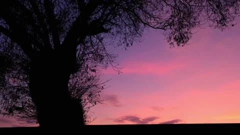 Silhouette of Tree with Branches and Trunk in Nature Landscape Stock Footage 240049330