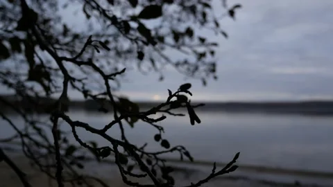 Silhouette of tree branches on the background of the lake in autumn Stock Footage 143719319
