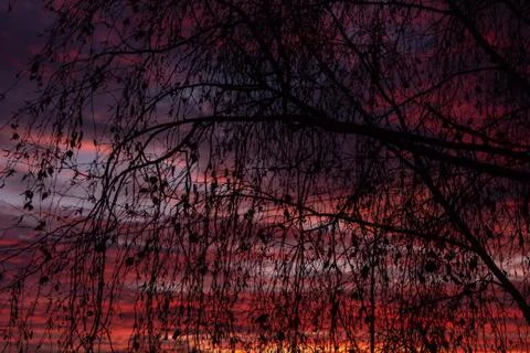Silhouette of tree branches on the background of a multi-colored sunset Stock Photos