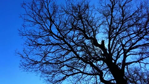 Silhouette tree branches on the blue sky background Stock-Footage 233616349