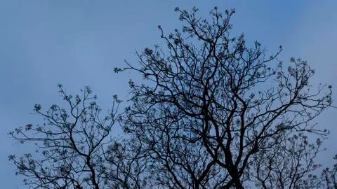Silhouette of tree branches with blue sky of early evening Stock Photos
