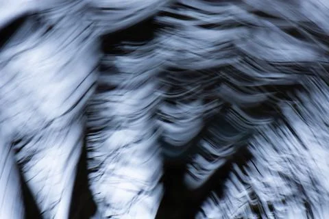 Silhouette of tree branches blurry  background. Blurry dead tree on white bac Stock Photos
