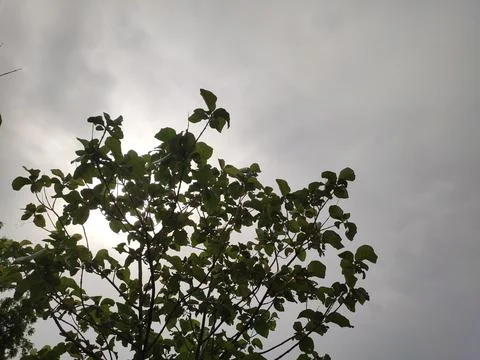 Silhouette of tree branches with cloudy sky Stock Photos