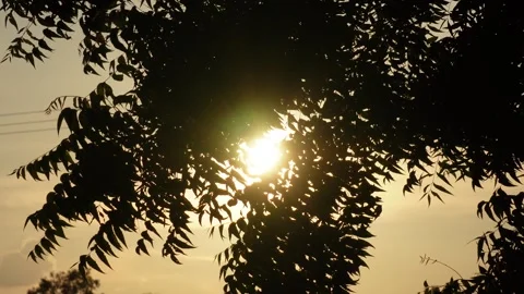 Silhouette of tree branches Stock Footage 320001044