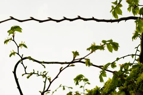 The silhouette of tree branches forms a geometric abstraction Stock Photos
