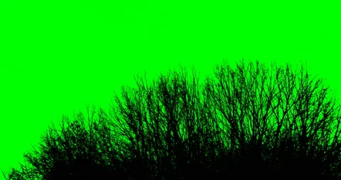 Silhouette of tree branches on a green background Stock Footage 85696924