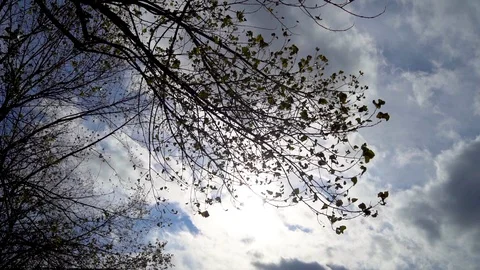 Silhouette of tree branches with leaves on overcast sky background at autumn Видео 121396653