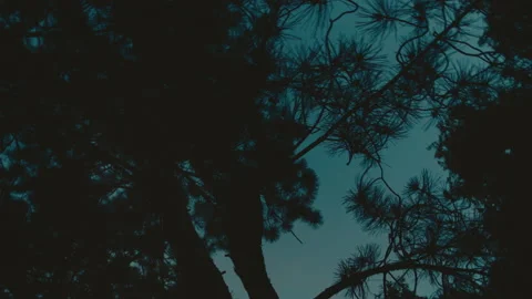 Silhouette of tree branches at night. Stock Footage 134645379