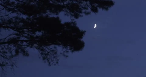 Silhouette Tree Branches at Night Sky Background. Moon Shines Lonely. Summer Stock Footage 134332211