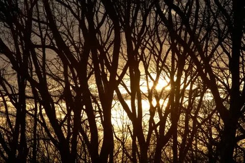 Silhouette of tree branches Stock Photos