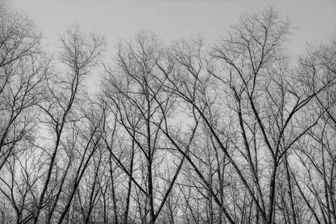 Silhouette of tree branches Stock Photos