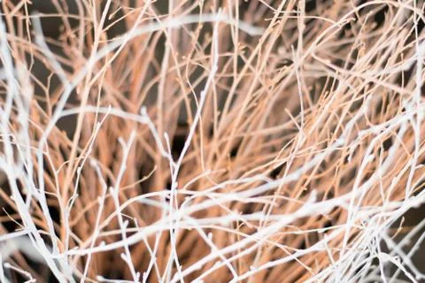 Silhouette of tree branches on soft background. Stock Photos
