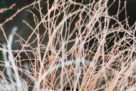 Silhouette of tree branches on soft background. Stock Photos