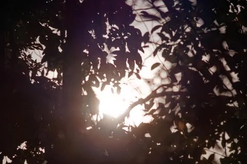 Silhouette Tree Branches with Sunlight Rays and Lens Flare 写真素材