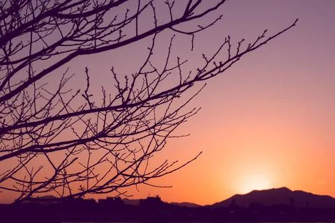 Silhouette of tree branches with sunset background and wide copy space Stock Photos