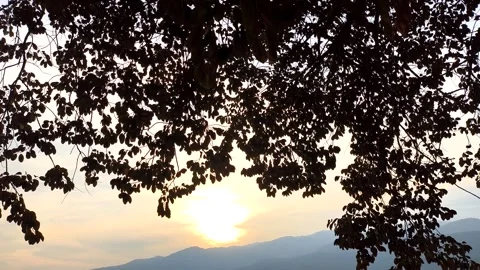 Silhouette  tree branches with sunset, outdoor  Chiangmai Thailand. Stock Footage 296131889