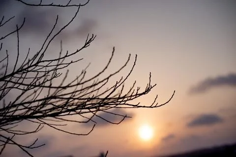 A silhouette of tree branches at sunset Stock Photos