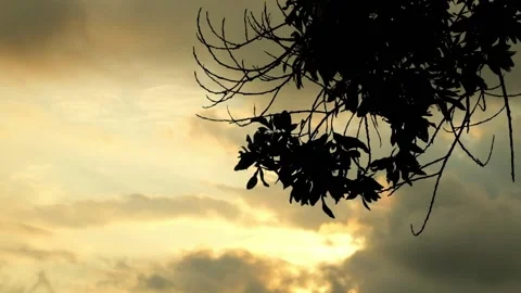 Silhouette of tree branches swaying at sunset Stock Footage 320029386