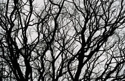 Silhouette of tree branches with a white background Stock Photos