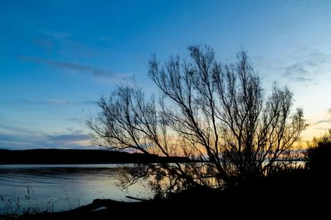 Silhouette Tree Bush Stock Photos