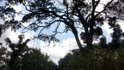 Silhouette of Tree Canopy Against a Clear Sky Stock Footage 332157125