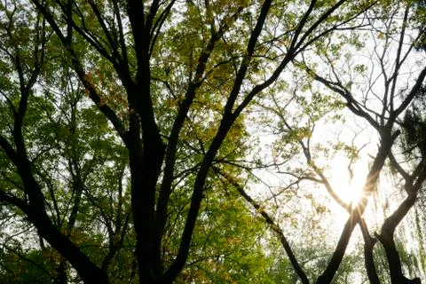 Silhouette of tree canopy Stock Photos