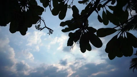 Silhouette tree canopy with sky background Stock Footage 148187897