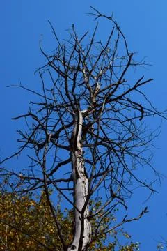Silhouette of tree with clear sky background Stock Photos