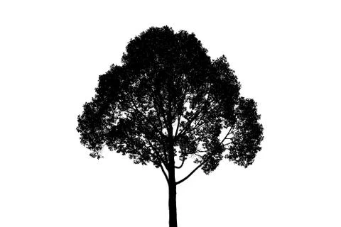 Silhouette of Tree with clipping path on white background for concept. 写真素材