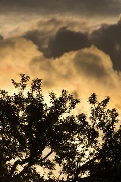 Silhouette of tree crown in front of clouds, dramatically lightened by evening Foto stock