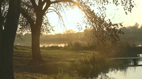 Silhouette of a tree at dawn Stock Footage 65499326