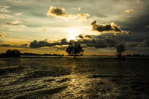 Silhouette of a tree in the evening Stock Photos