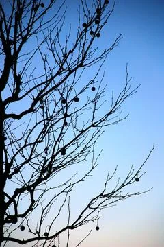 Silhouette of a tree in the evening Stock Photos