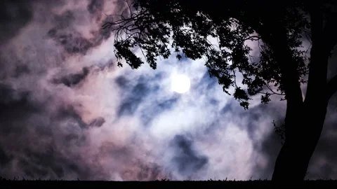Silhouette of Tree Field with Grass and Meadow Landscape Stock Footage 239780834