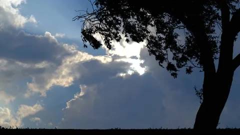 Silhouette of Tree Field with Grass and Meadow Landscape Video stock 239886854