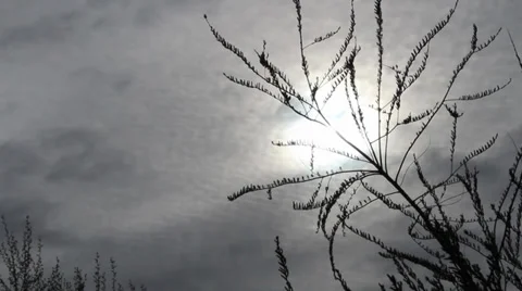 Silhouette of Tree. 库存影片 34615585