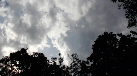 Silhouette of tree. Stock Footage 65263738