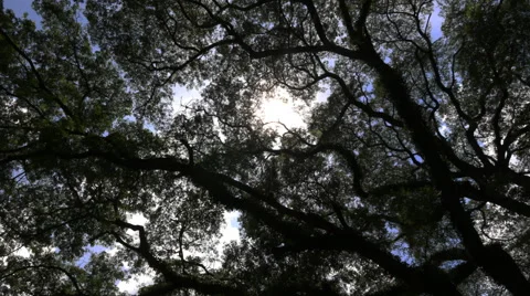 Silhouette of tree. Stock Footage 68668077