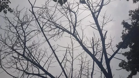 Silhouette of a tree Stock Footage 313674081