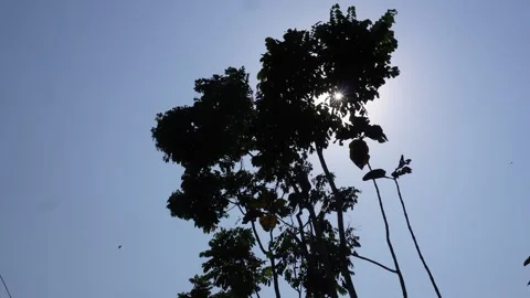 Silhouette Tree Stock-Footage 333957673