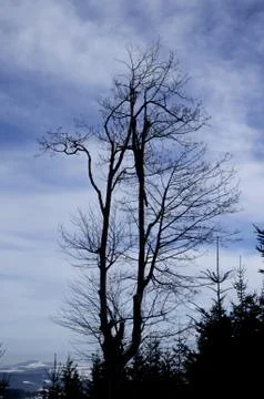 Silhouette of a tree in front of cloudy sky Stock Photos