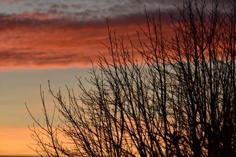 Silhouette of a tree in front of a dramatic sky in Brightlingsea, Essex Stock-Fotos
