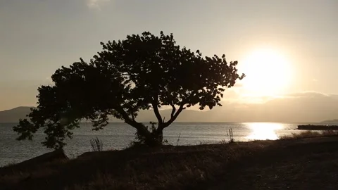 Silhouette Tree at Golden Sunset Stock Footage 306186232