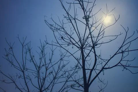 Silhouette of a tree having small new leaves. Stock Photos