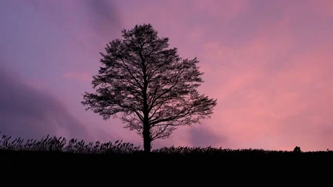 Silhouette of Tree Landscape with Branches and Trunk in Nature Stock Footage 238788408