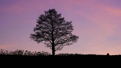 Silhouette of Tree Landscape with Branches and Trunk in Nature Stock-Footage 238863653