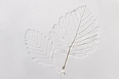 Silhouette of tree leaf printed on .smooth flat surface. Top view of white du Stock Photos