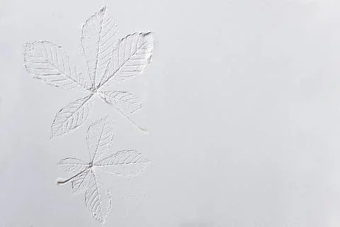 Silhouette of tree leaf printed on .smooth flat surface or table. Top view of Foto stock